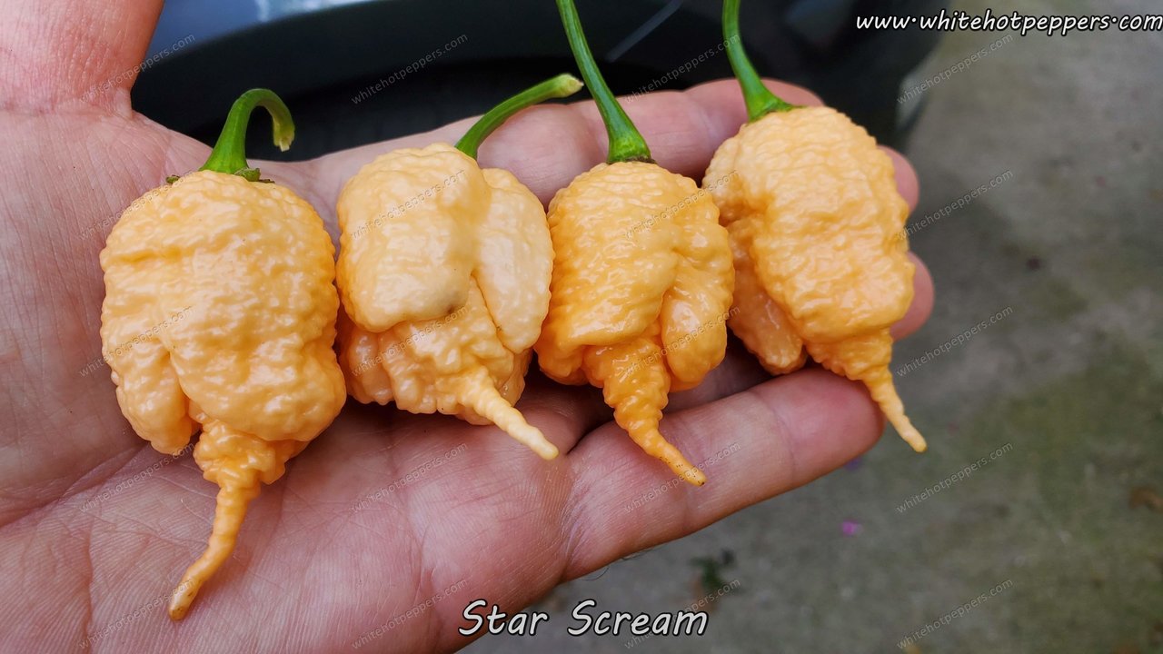 Star Scream - Pepper Seeds - White Hot Peppers