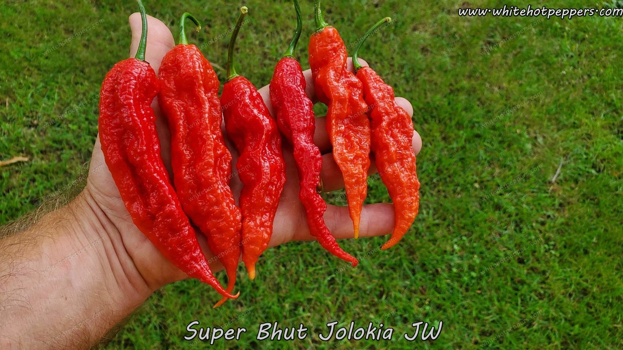 Semi Di Peperoncino Ghost Bhut Jolokia - 1.000.000 SHU, 20+ Semi, Organico - Foto 9