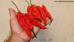 Super Bhut Jolokia JW - Pepper Seeds - White Hot Peppers