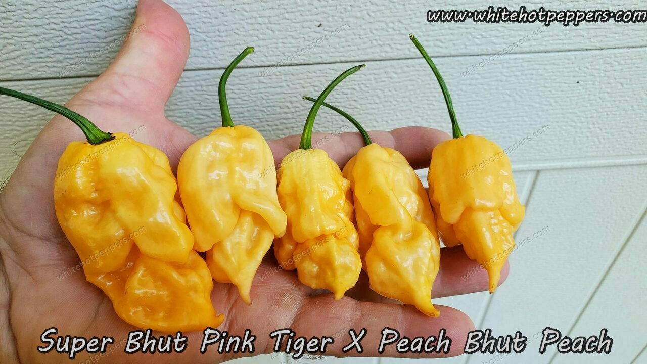Super Bhut x Pink Tiger x Peach Bhut (Peach) - Pepper Seeds - White Hot Peppers