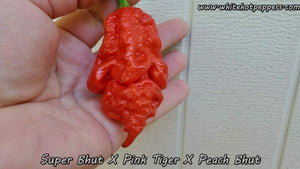 Super Bhut x Pink Tiger x Peach Bhut - Pepper Seeds - White Hot Peppers
