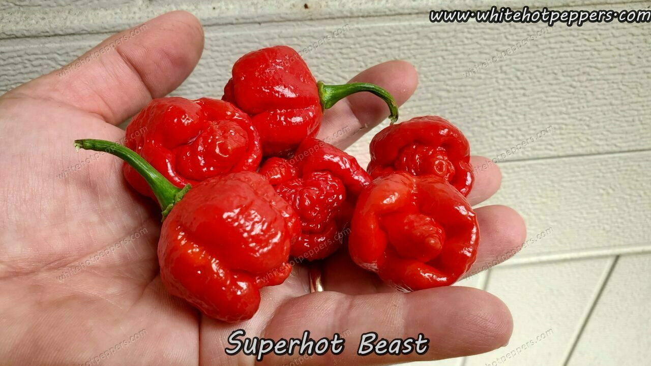 Superhot Beast - Pepper Seeds - White Hot Peppers
