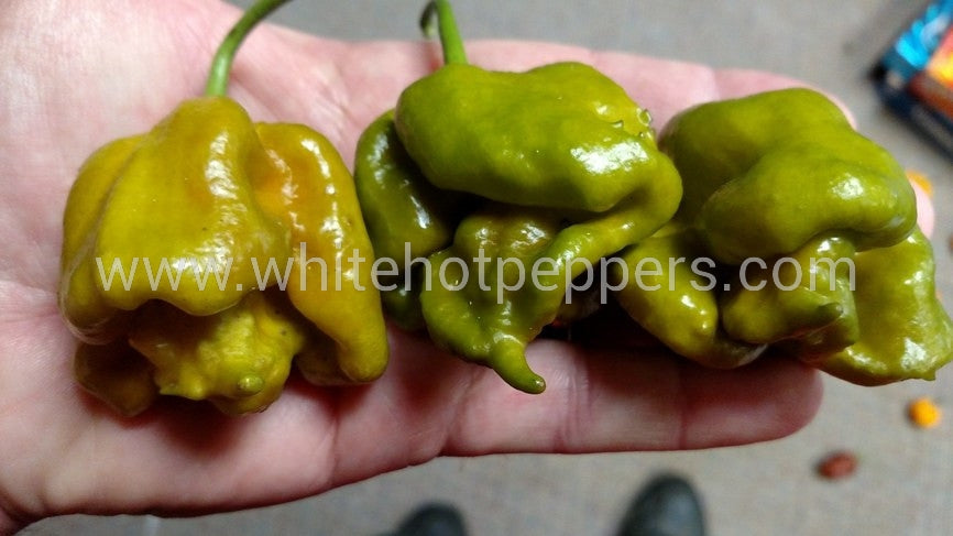 Swamp Thing - Pepper Seeds - White Hot Peppers