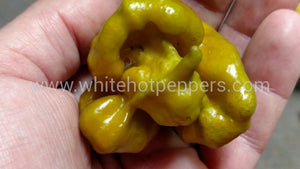 Swamp Thing - Pepper Seeds - White Hot Peppers