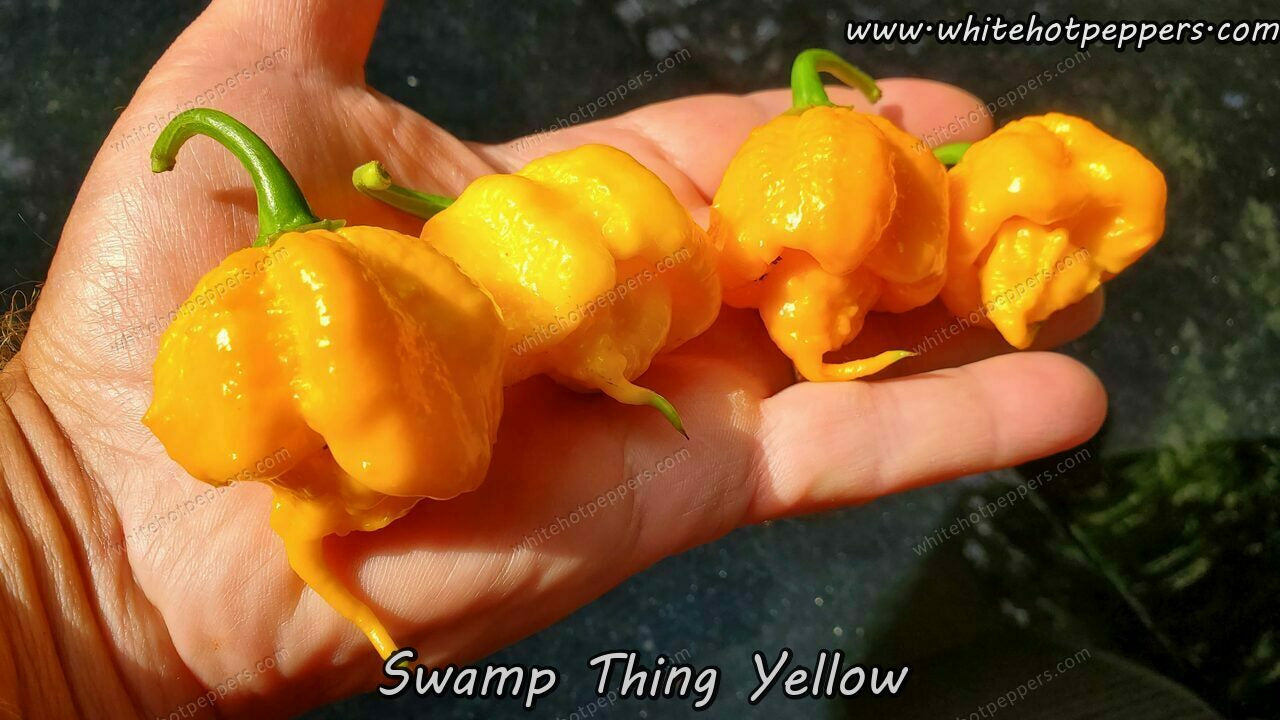 Swamp Thing Yellow - Pepper Seeds - White Hot Peppers