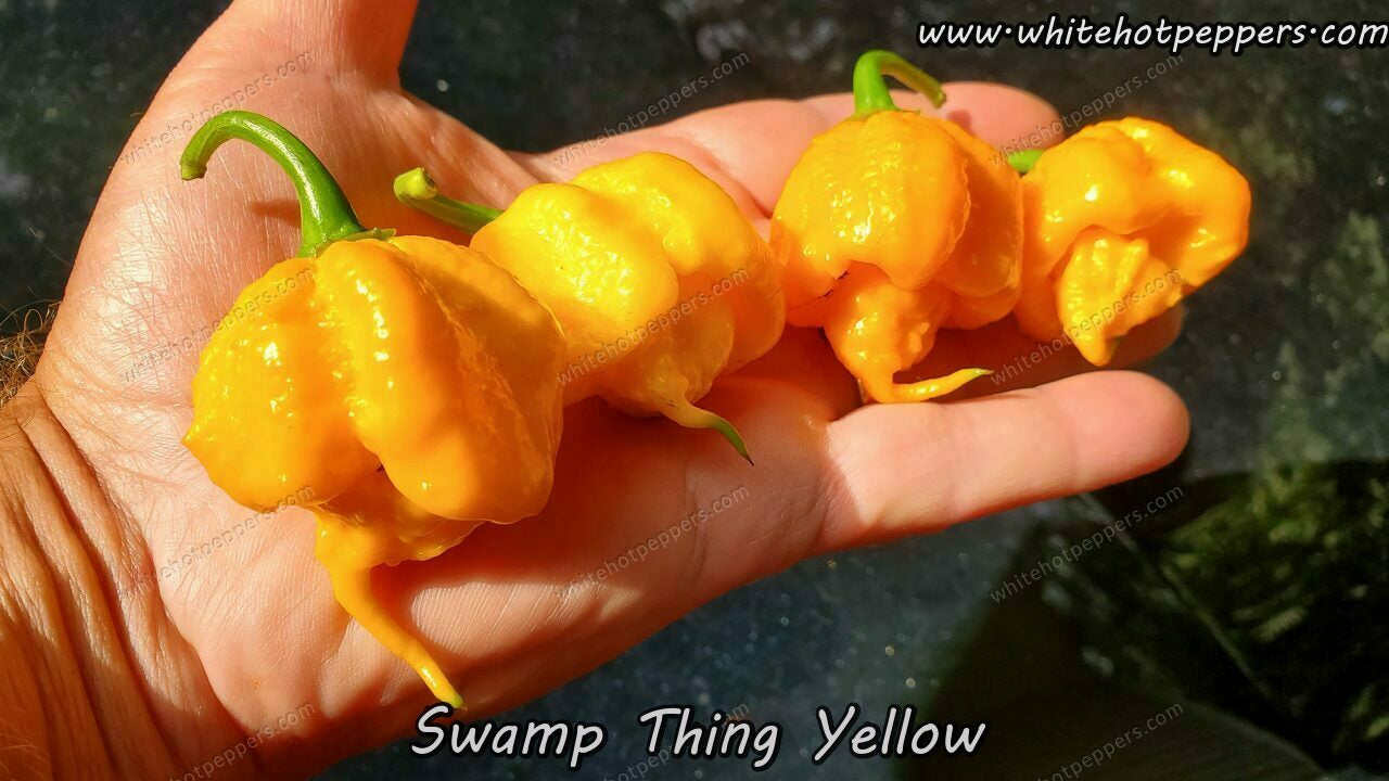 Swamp Thing Yellow - Pepper Seeds - White Hot Peppers