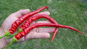 Sweet Cayenne - Pepper Seeds - White Hot Peppers