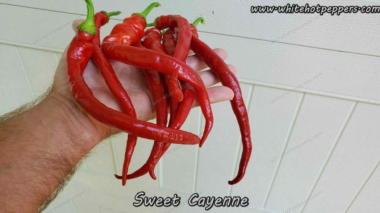 Sweet Cayenne - Pepper Seeds - White Hot Peppers