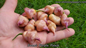 Sweet Purple (Peach) - Pepper Seeds - White Hot Peppers