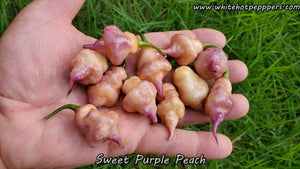 Sweet Purple (Peach) - Pepper Seeds - White Hot Peppers