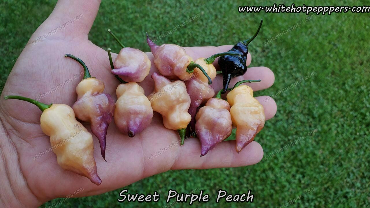 Sweet Purple (Peach) - Pepper Seeds - White Hot Peppers