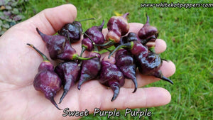 Sweet Purple (Purple) - Pepper Seeds - White Hot Peppers