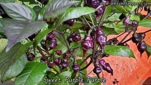 Sweet Purple (Purple) - Pepper Seeds - White Hot Peppers