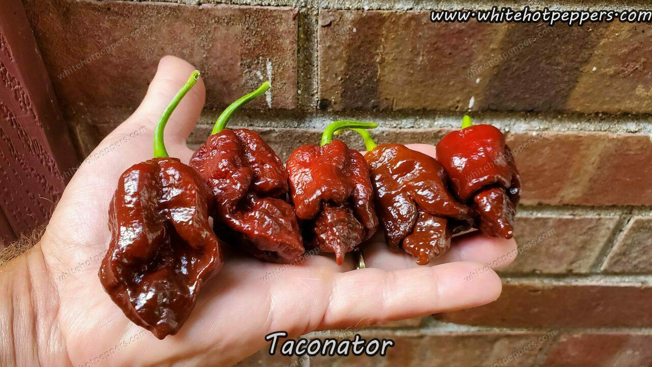 Taconator - Pepper Seeds - White Hot Peppers