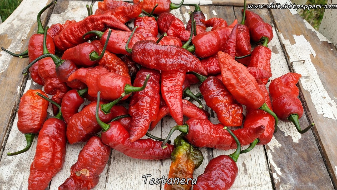 Testanera - Pepper Seeds - White Hot Peppers