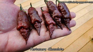 Testanera Chocolate - Pepper Seeds - White Hot Peppers