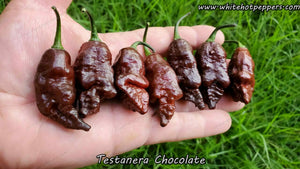 Testanera Chocolate - Pepper Seeds - White Hot Peppers