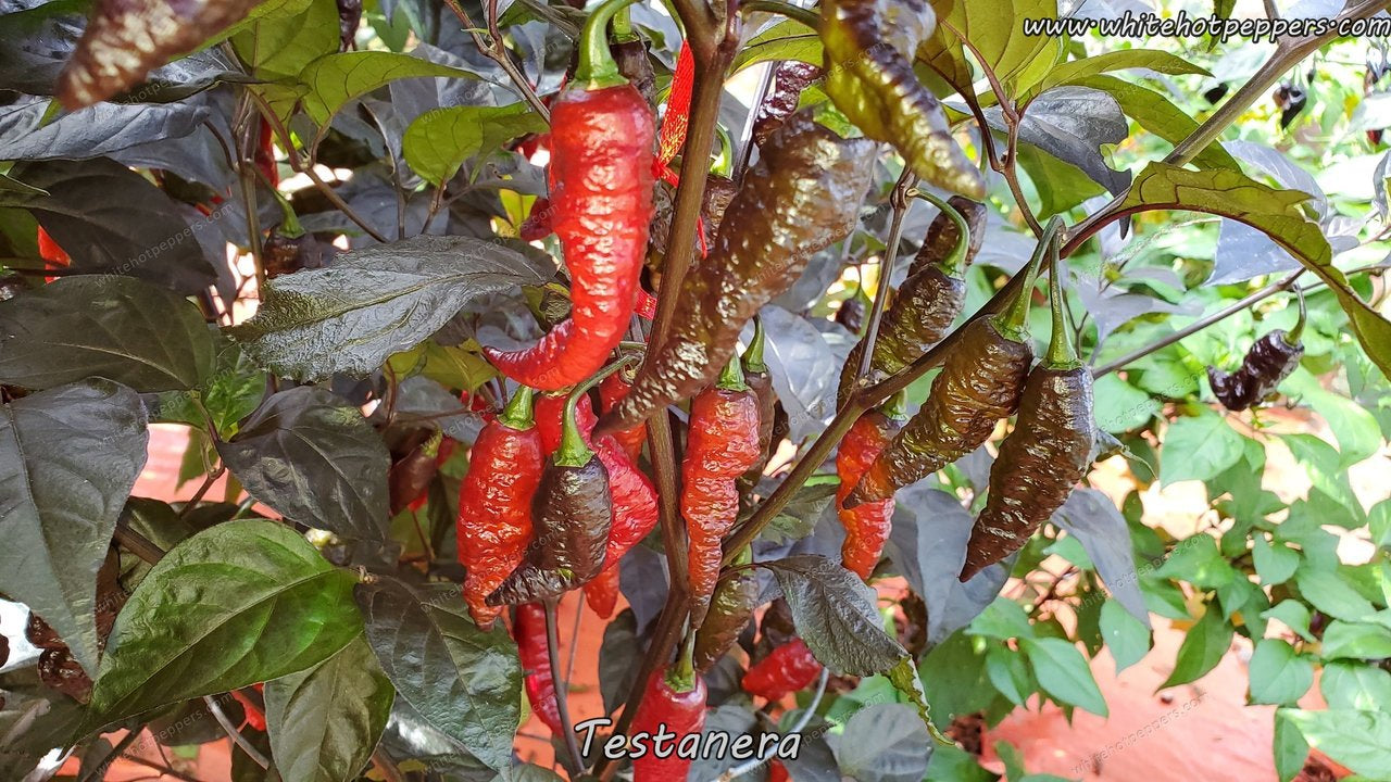 Testanera - Pepper Seeds - White Hot Peppers