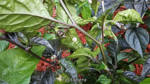 Testanera - Pepper Seeds - White Hot Peppers