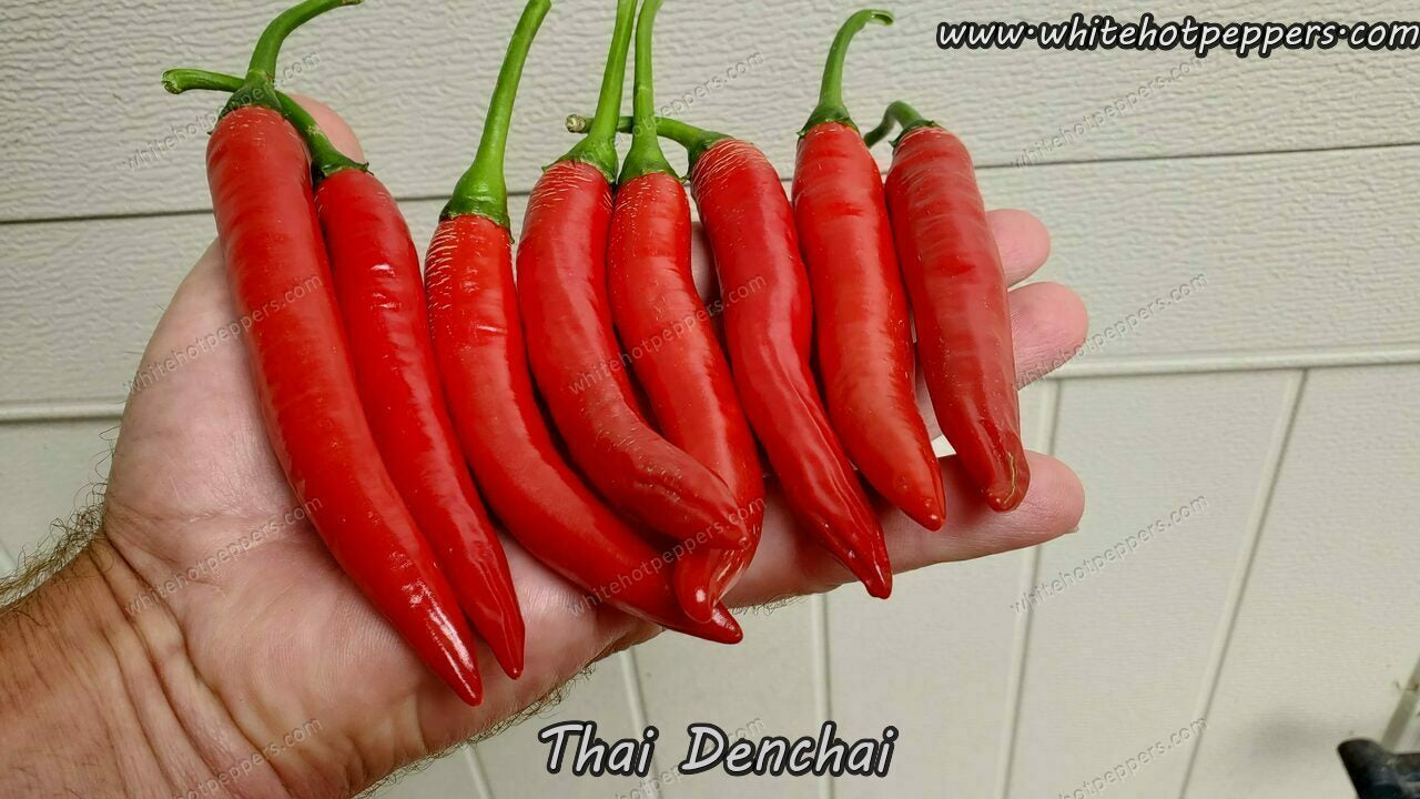Thai Denchai - Pepper Seeds - White Hot Peppers