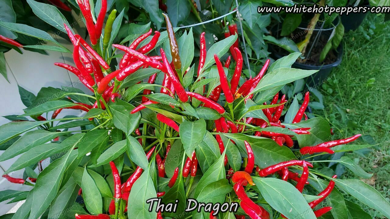 Thai Dragon - Pepper Seeds - White Hot Peppers