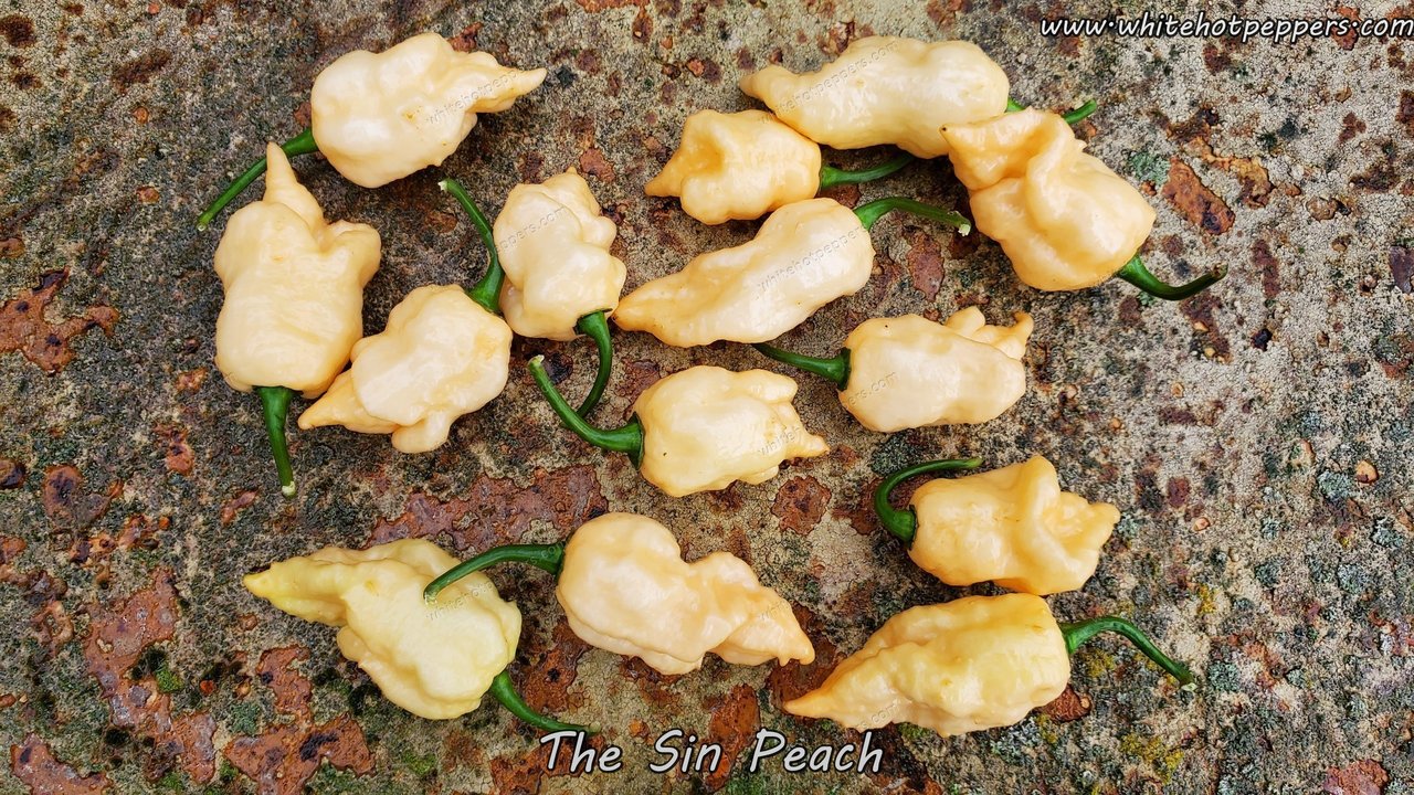 The Sin Peach - Pepper Seeds - White Hot Peppers
