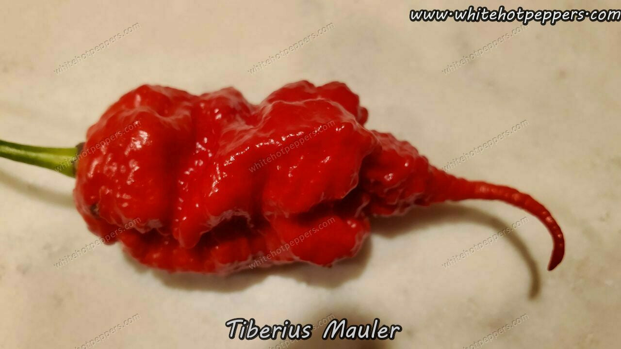 Tiberius Mauler - Pepper Seeds - White Hot Peppers