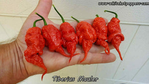 Tiberius Mauler - Pepper Seeds - White Hot Peppers