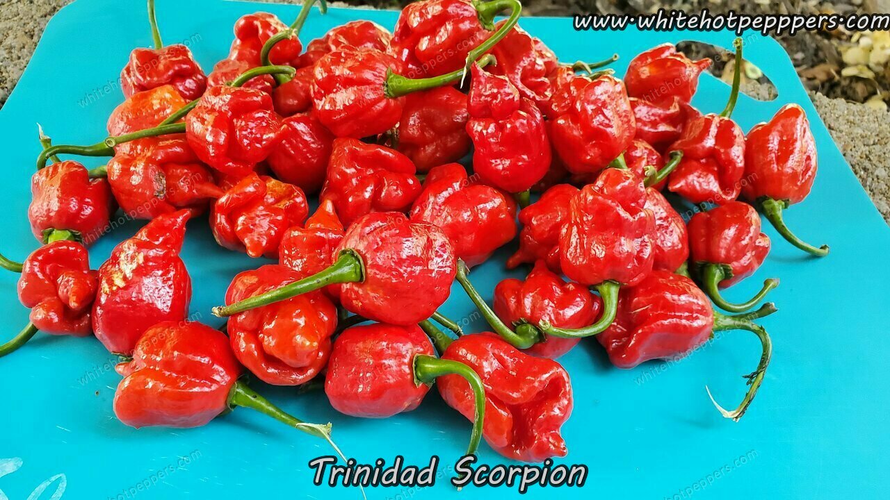 Trinidad Scorpion - White Hot Peppers LLC