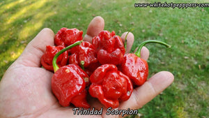 Trinidad Scorpion - Pepper Seeds - White Hot Peppers