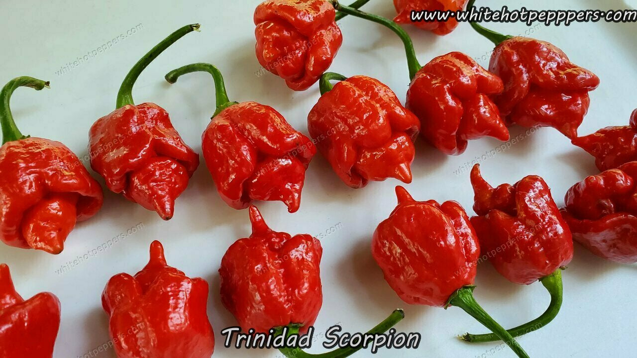 Trinidad Scorpion - Pepper Seeds - White Hot Peppers