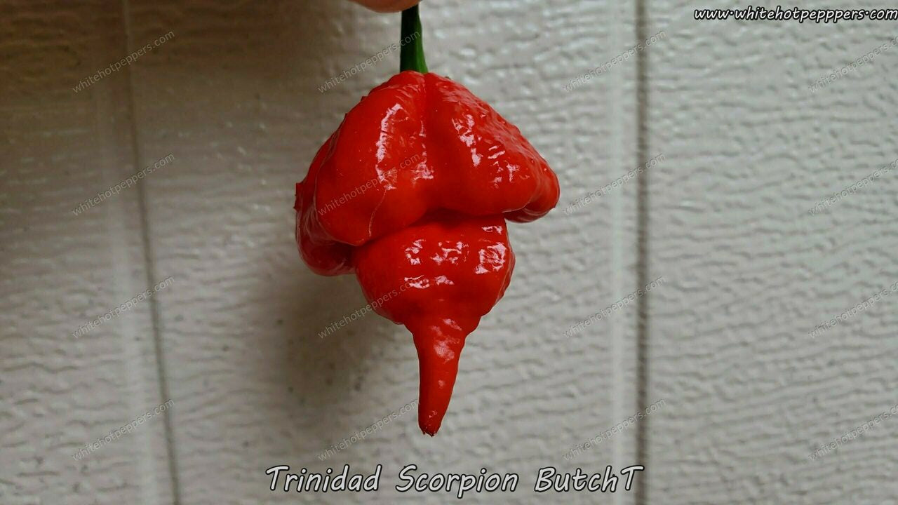 Trinidad Scorpion ButchT - Pepper Seeds - White Hot Peppers