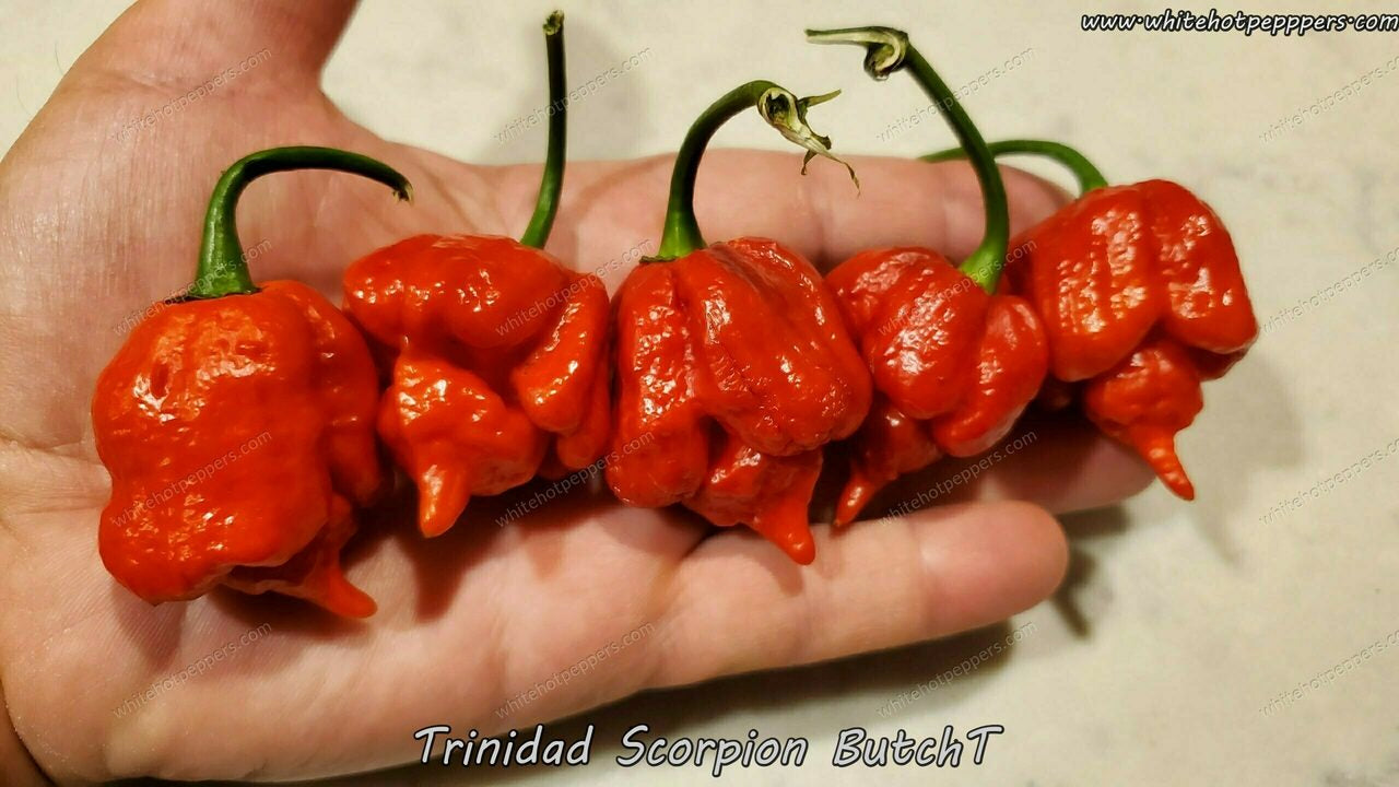 Trinidad Scorpion ButchT - Pepper Seeds - White Hot Peppers