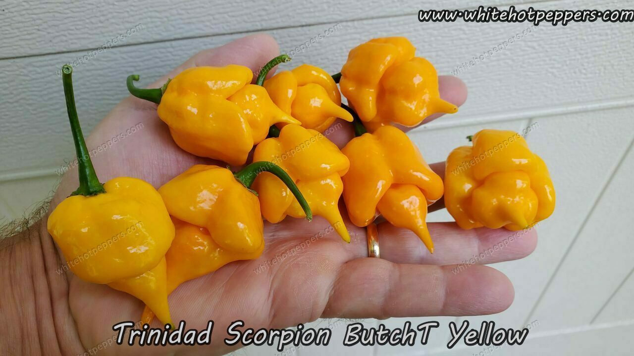 Butch Fifield Trinidad Scorpion Butch T Seeds