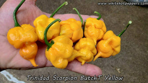 Trinidad Scorpion Butch T Yellow - Pepper Seeds - White Hot Peppers