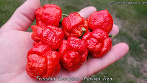 Trinidad Scorpion Moruga Red - Pepper Seeds - White Hot Peppers