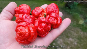 Trinidad Scorpion Moruga Red - Pepper Seeds - White Hot Peppers