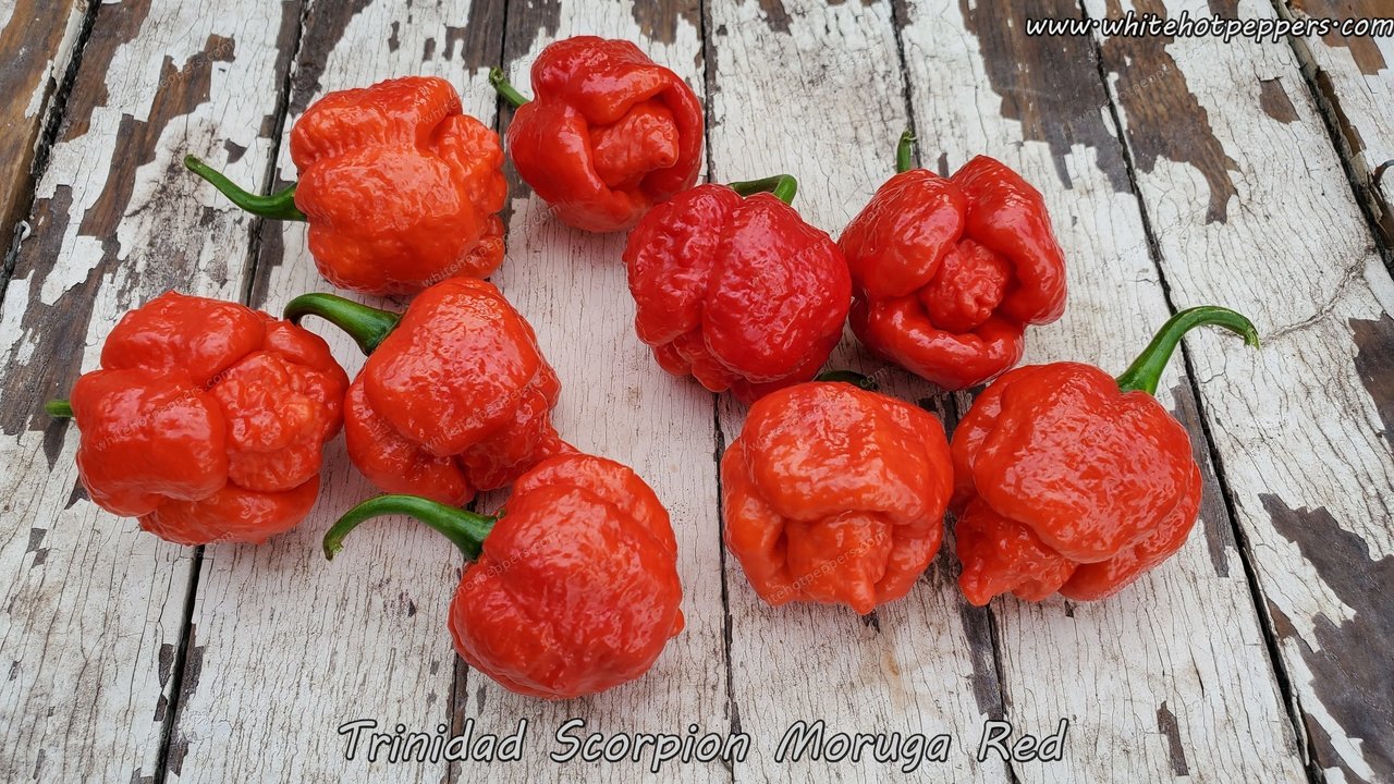 Trinidad Scorpion Moruga Red - Pepper Seeds - White Hot Peppers