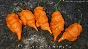 Trinidad Scorpion Orange Long Tail - Pepper Seeds - White Hot Peppers