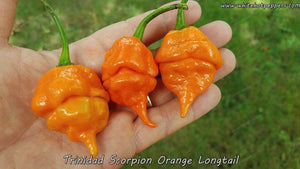 Trinidad Scorpion Orange Long Tail - Pepper Seeds - White Hot Peppers