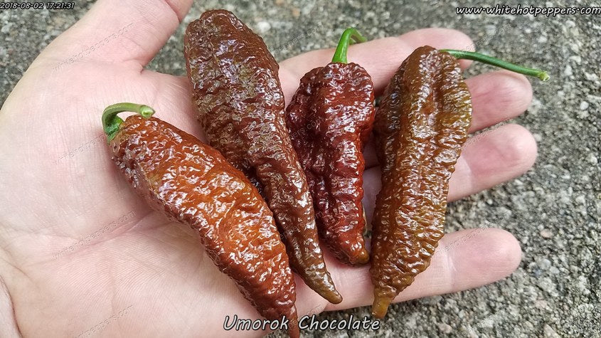 Umorok Chocolate - Pepper Seeds - White Hot Peppers