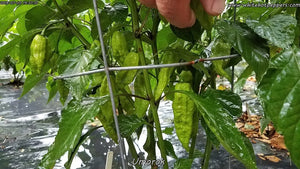Umorok Chocolate - Pepper Seeds - White Hot Peppers