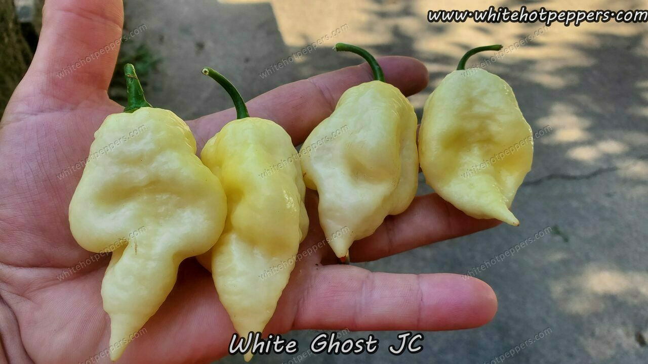 White Ghost JC - Pepper Seeds - White Hot Peppers