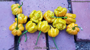 White Hot Lime - Pepper Seeds - White Hot Peppers