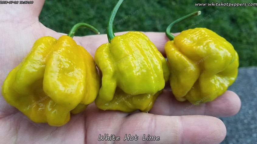 White Hot Lime - Pepper Seeds - White Hot Peppers