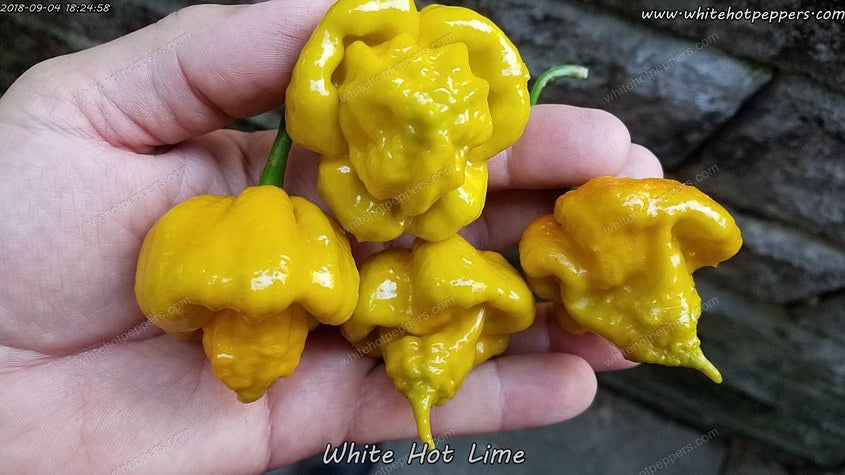 White Hot Lime - Pepper Seeds - White Hot Peppers