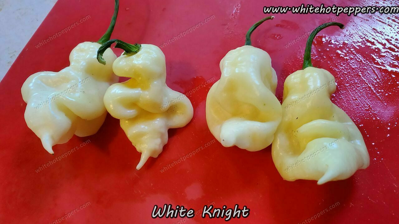 White Knight - Pepper Seeds - White Hot Peppers