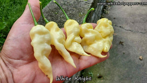 White Knight - Pepper Seeds - White Hot Peppers