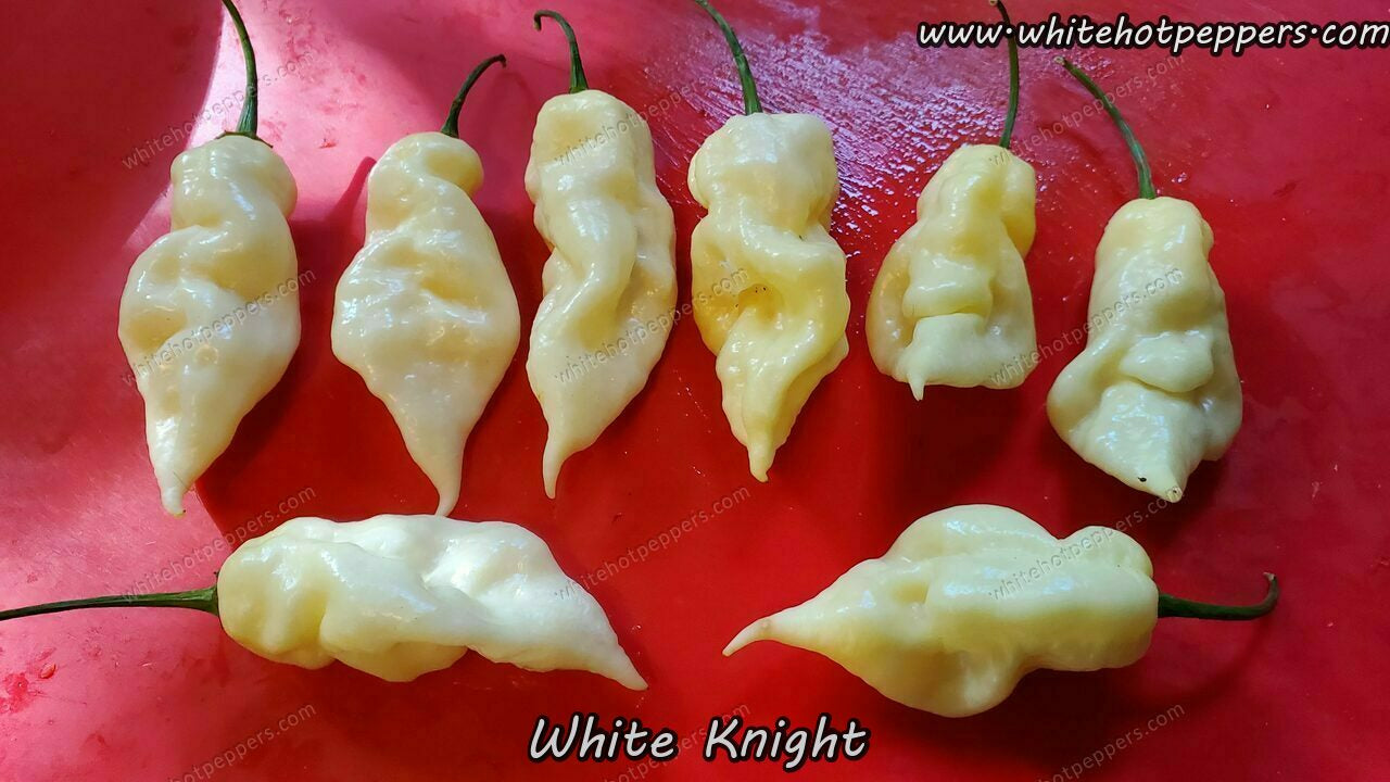 White Knight - Pepper Seeds - White Hot Peppers