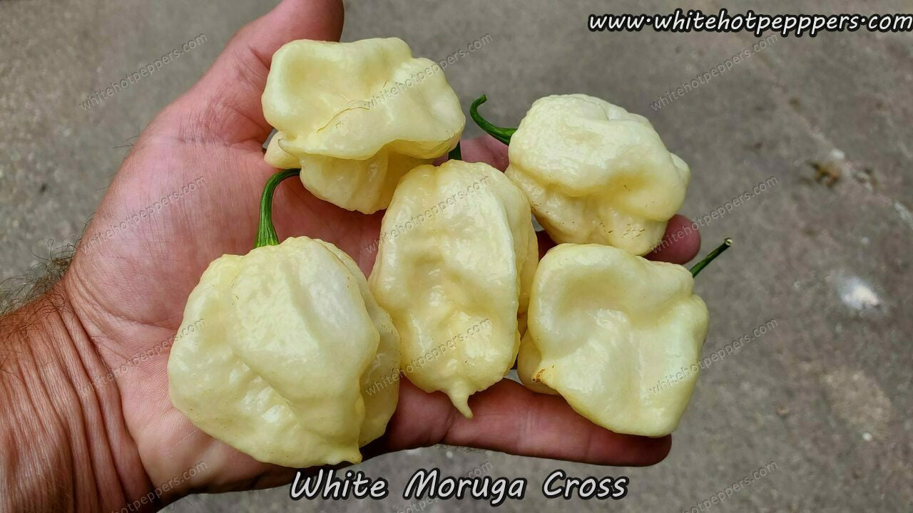 White Moruga Cross - Pepper Seeds - White Hot Peppers